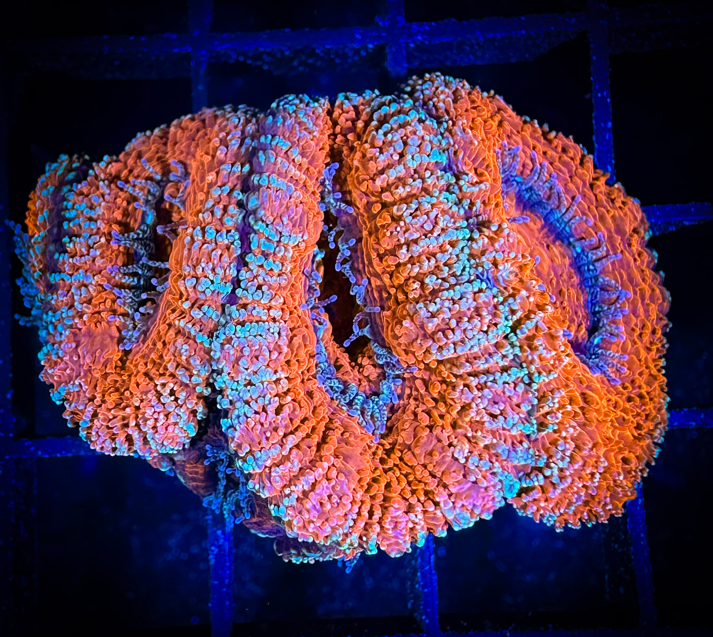 WYSIWYG Ultra Fat Polyp Acan 06A4