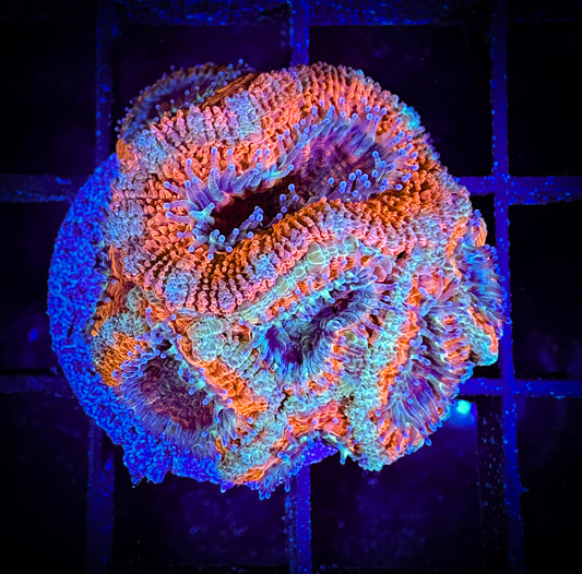 WYSIWYG Ultra Rainbow Acan (Micromussa) 07B3