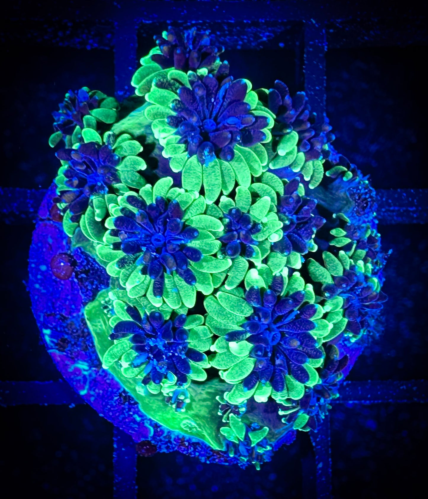 WYSIWYG Sonic Hedgehog Galaxia 07B3