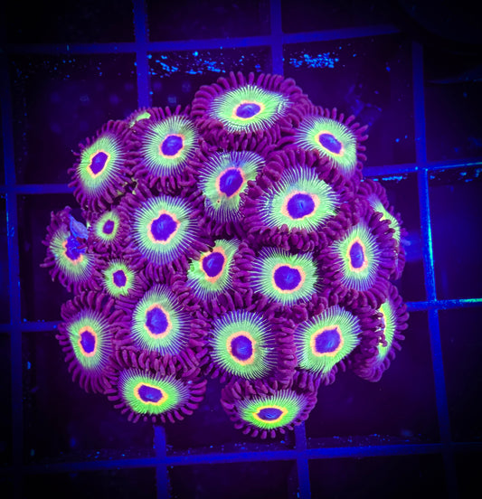 WYSIWYG Bob Marley Zoanthids Colony 07B3