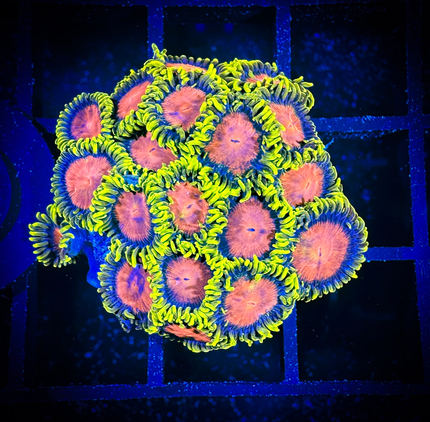 WYSIWYG Dragon Eye Zoanthids Large Frag 07B4