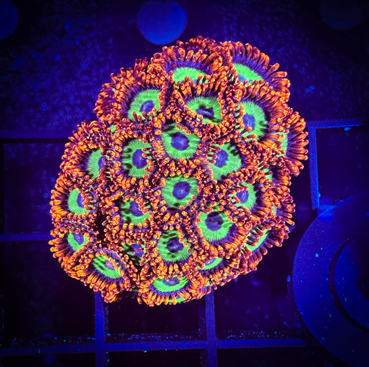 WYSIWYG Emeralds on Fire Small Polyp Zoanthids Colony 07B4