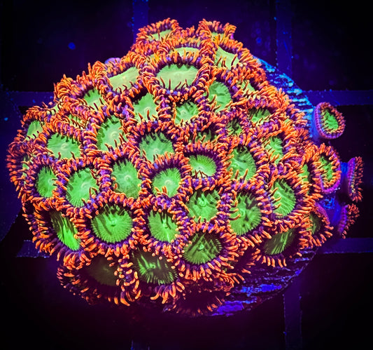 WYSIWYG OG Oompa Loompa Zoanthids 07B4