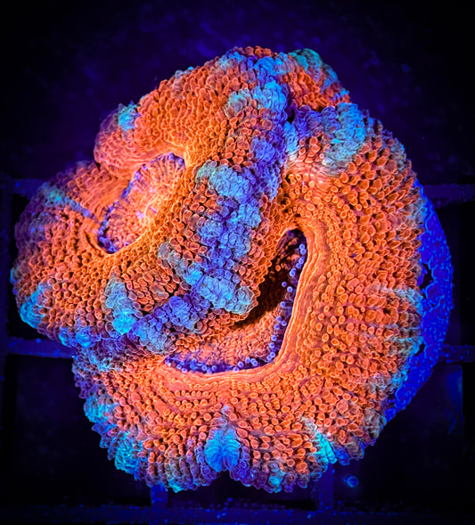 WYSIWYG Ultra Acan (Micromussa) 06D4