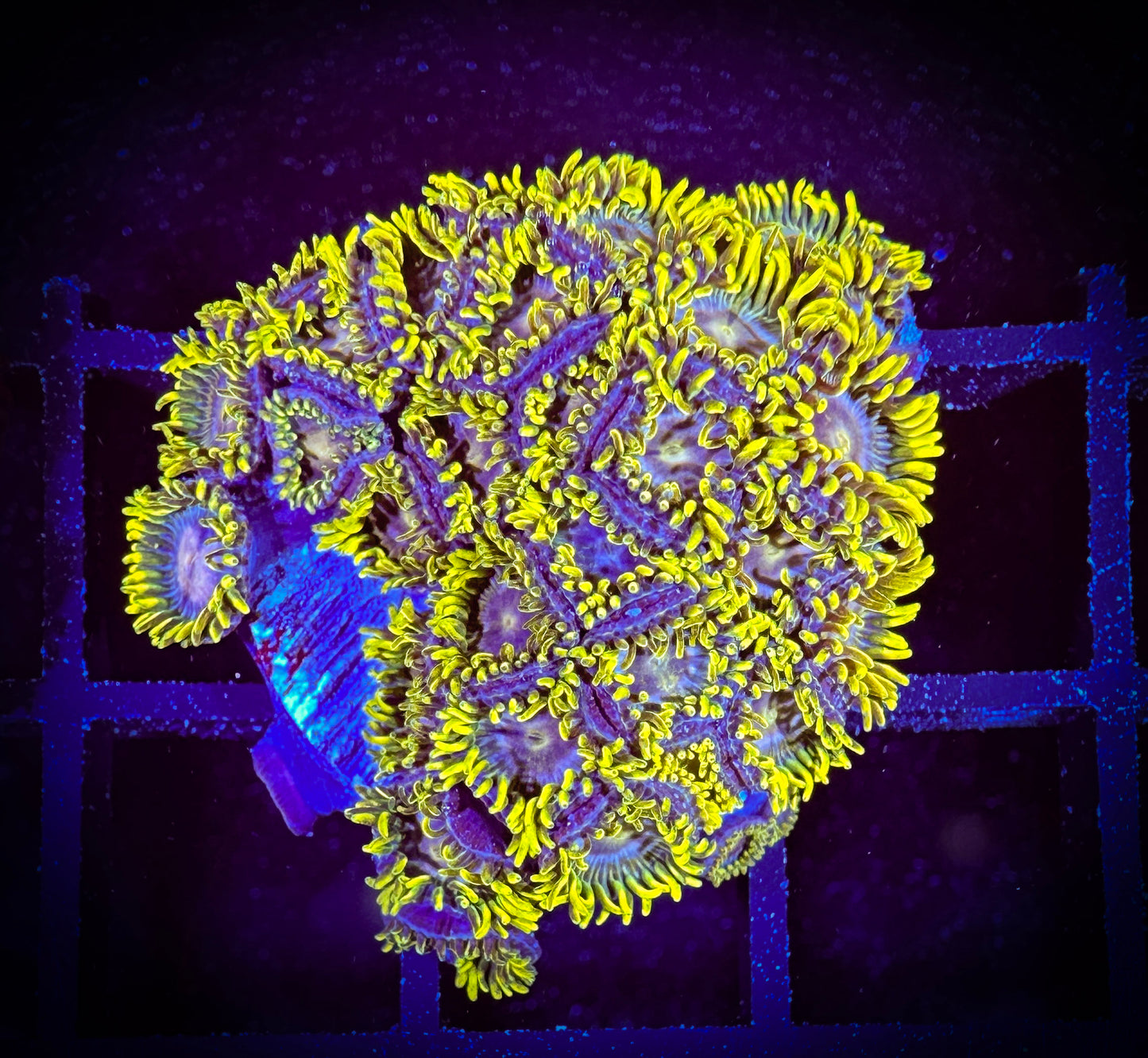 WYSIWYG Evil Mel's Green Skirts Zoanthids 07C1