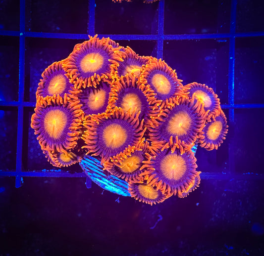 WYSIWYG Angry Birds Zoanthids Colony 07C1