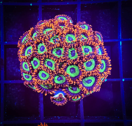 WYSIWYG Emeralds on Fire Small Polyp Zoanthids Colony 07C2