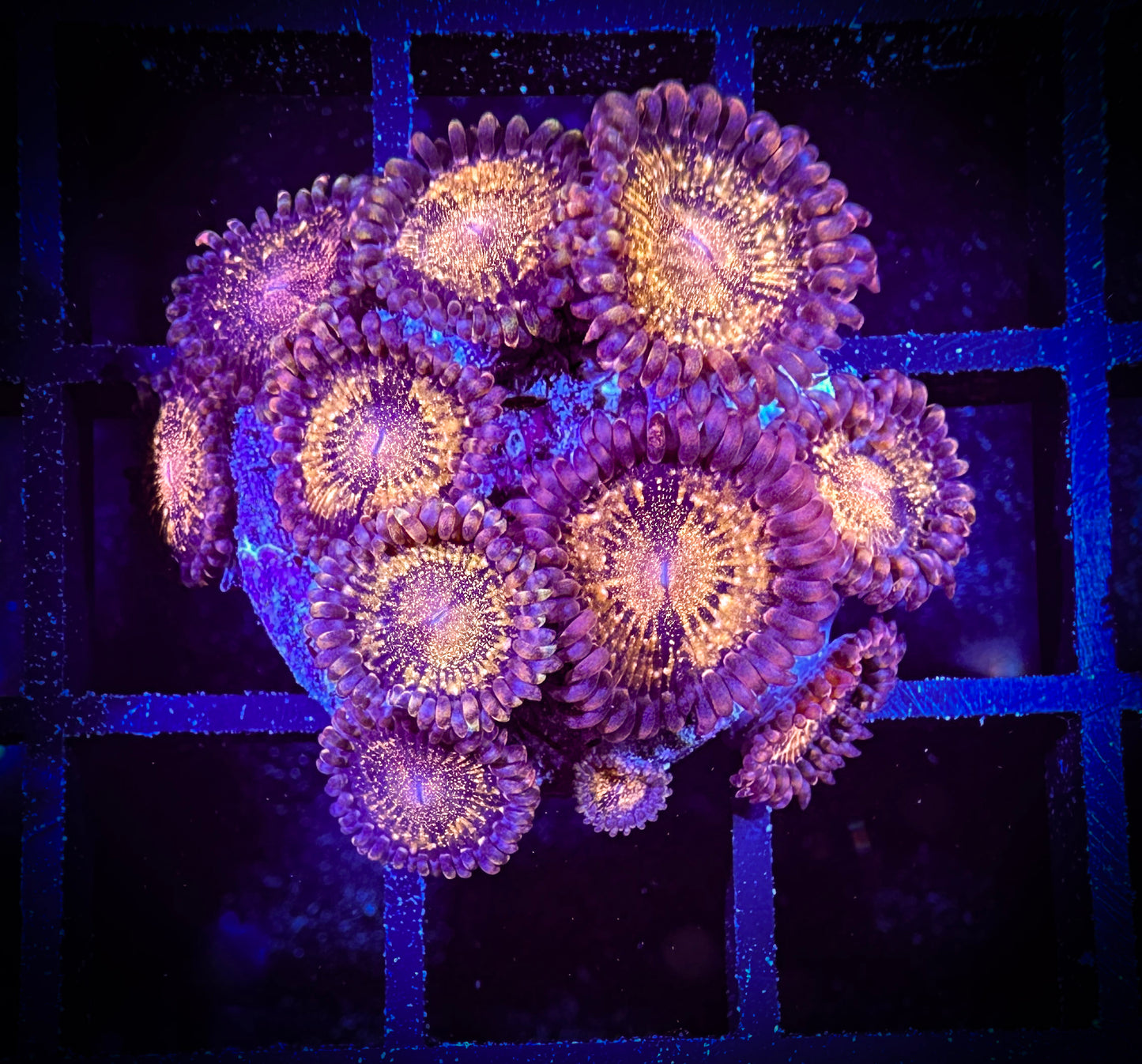 WYSIWYG WWC Pandora Zoanthids 07C2