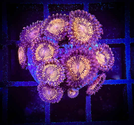 WYSIWYG WWC Pandora Zoanthids 07C2