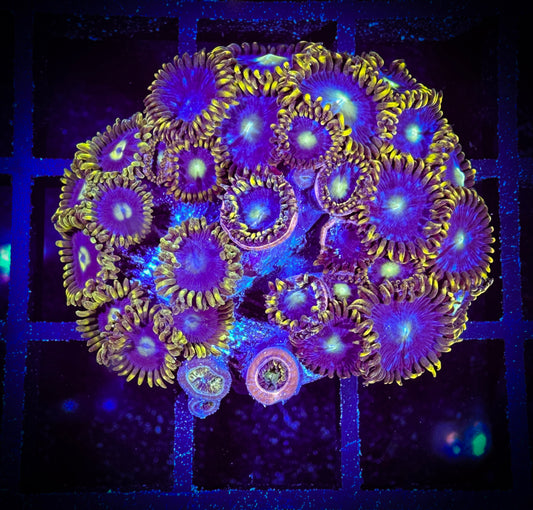 WYSIWYG Blue Horizons and Blueberry Fields Combo 07C3