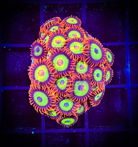 WYSIWYG Emeralds on Fire Zoanthids Colony 07C3