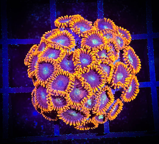 WYSIWYG GC Confused Fireballs Zoanthids Mini Colony 07C4