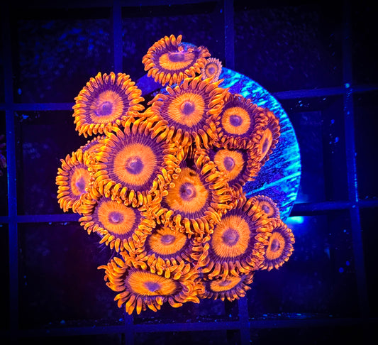 WYSIWYG CB Orange Hornets AKA Oxides Large Frag 07C4