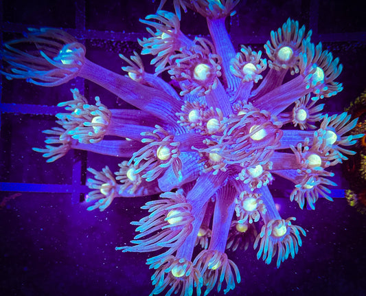WYSIWYG Tiffany's Purple Cousin Goniopora 07D1