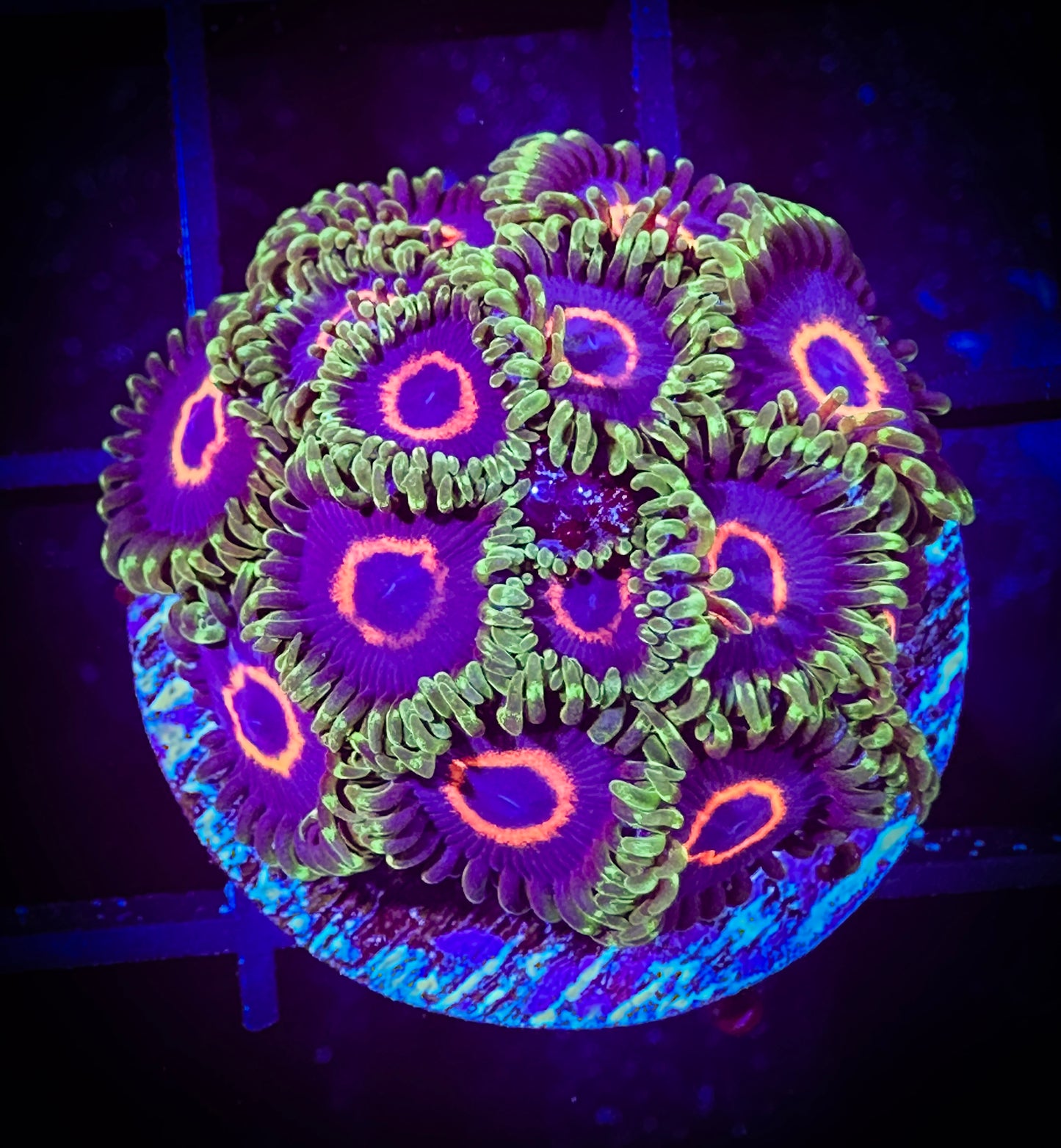 WYSIWYG Purple Hearts Large Frag 07D1