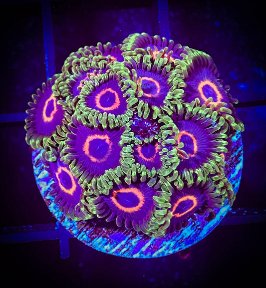 WYSIWYG Purple Hearts Large Frag 07D1