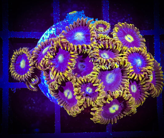 WYSIWYG Blueberry Fields Zoanthids 07D2