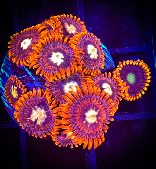 WYSIWYG GC Goldeneye Zoanthids Large Frag 07D2