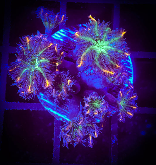 WYSIWYG Fireworks Clove Polyps Frag 07D2