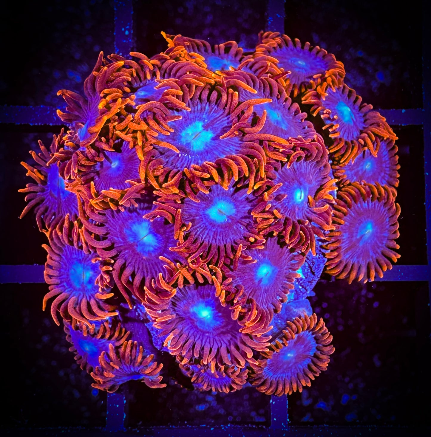 WYSIWYG OG Fire and Ice Colony 07D4