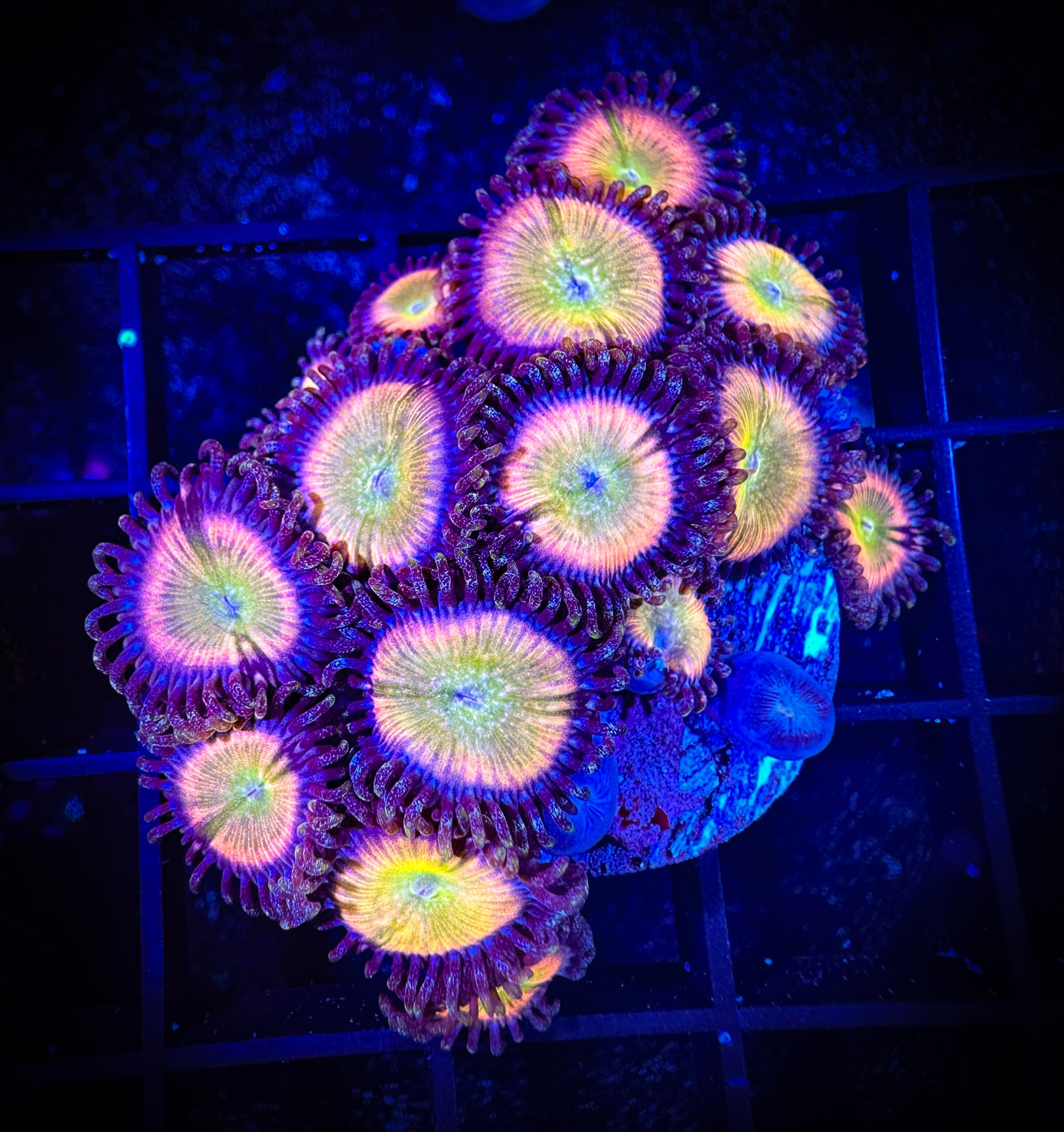 WYSIWYG Kung Fu Zoa Zoanthids Colony 07D4