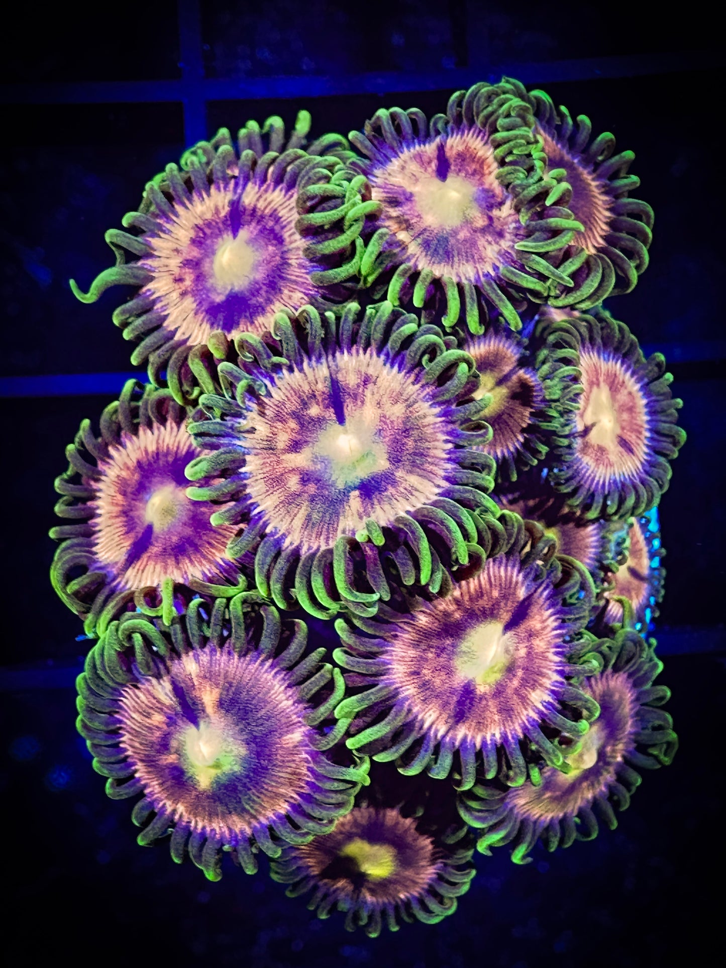 WYSIWYG Laser Lemons Zoanthids Large Frag 07E1