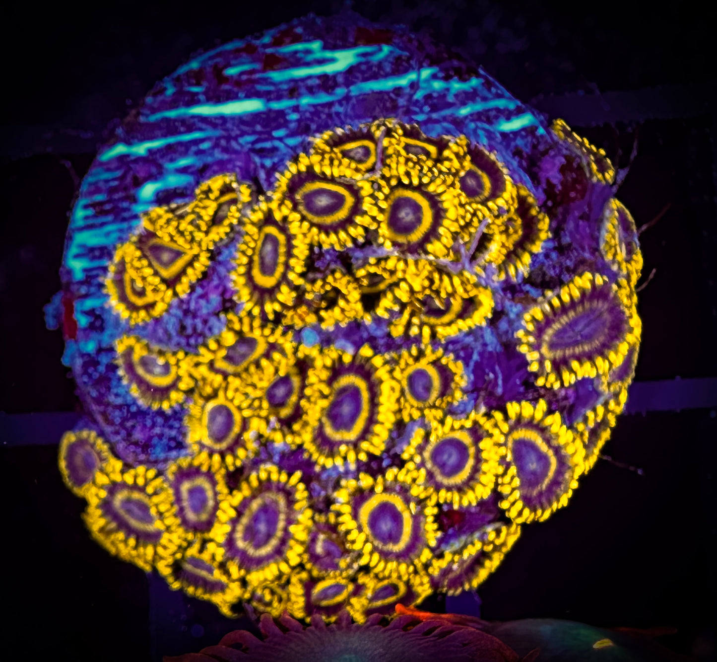 WYSIWYG Yellow Jackets Zoanthids Mini Colony 07E1