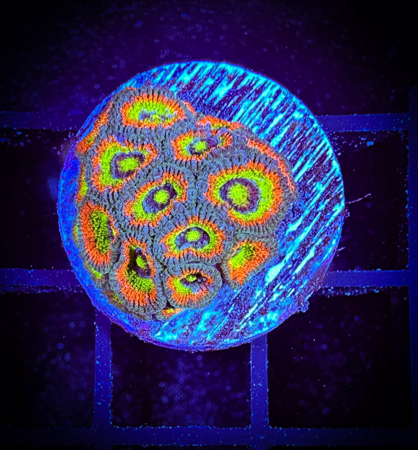 Holy Grail Micromussa