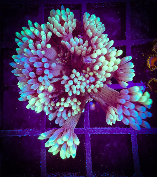 WYSIWYG Neon Green Tip Goniopora 01E3
