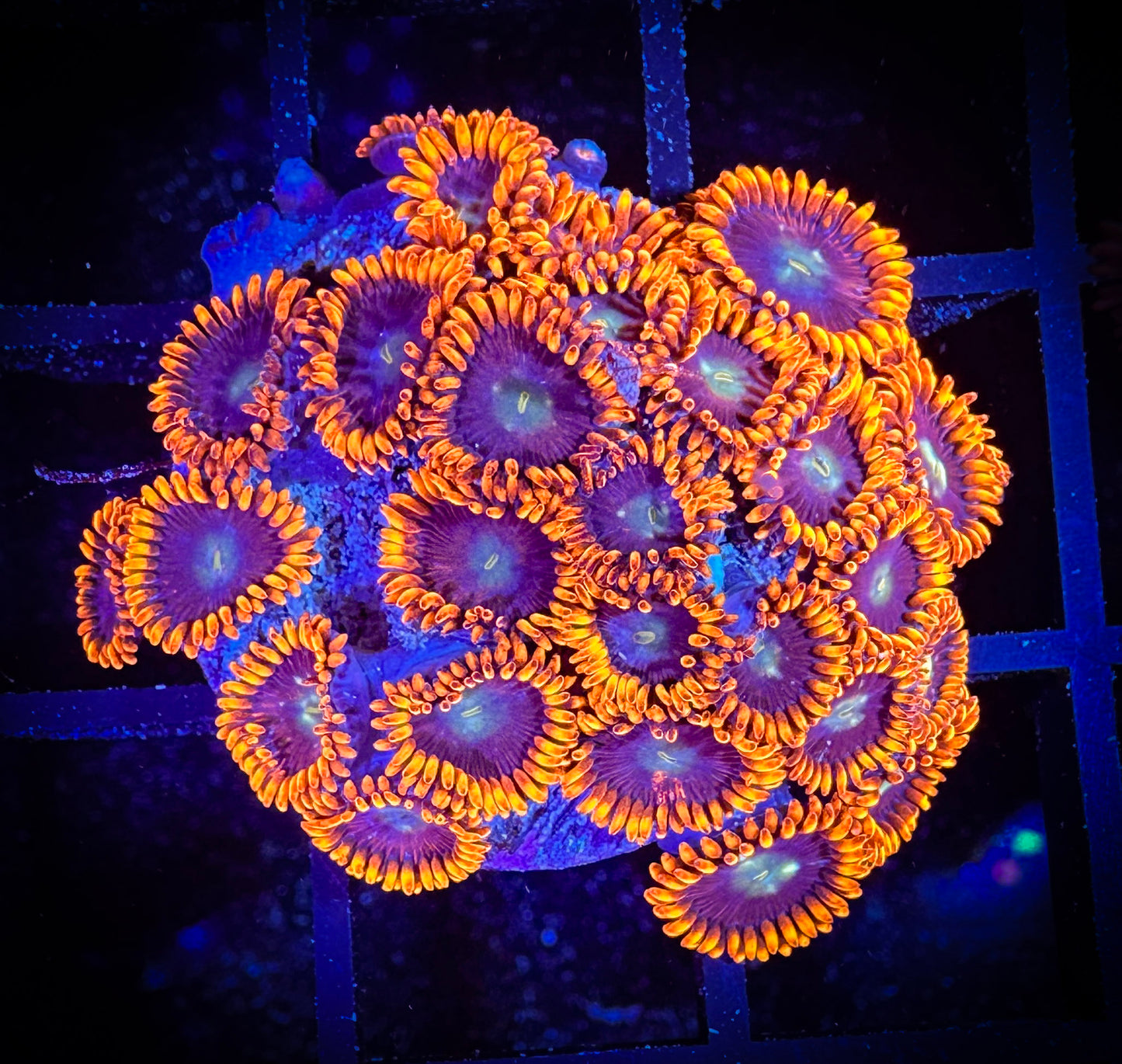 WYSIWYG GC Confused Fireballs Zoanthids Large Frag 07E2