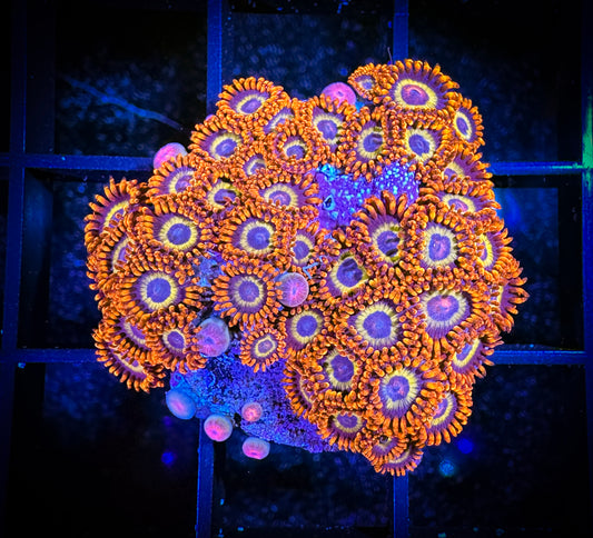 WYSIWYG Fruit Loops Zoanthids (Mini Polyps) Colony 07E3