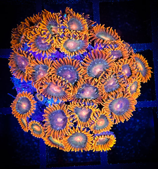 WYSIWYG Cornbread Rockstars Zoanthids Large Frag 07E3