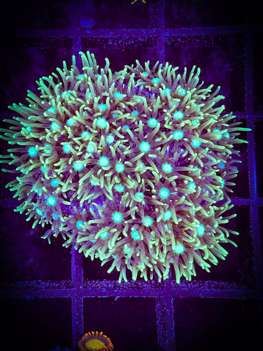 WYSIWYG Short Lash Green Star Polyp 01E4