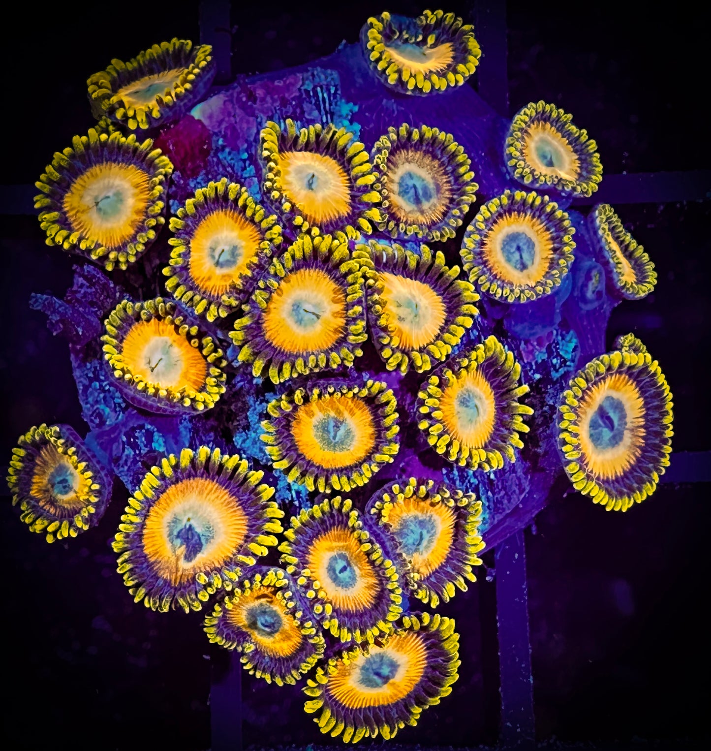 WYSIWYG Scrambled Eggs Zoanthids Large Frag 07E4