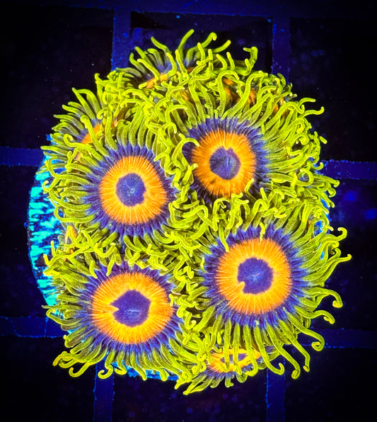 WYSIWYG Super Sunflower Zoanthids Large Frag 07E4
