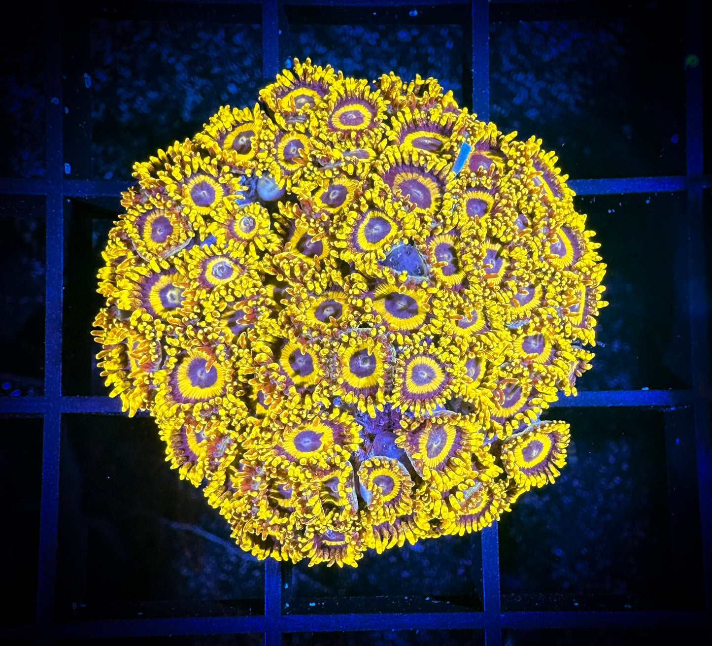 WYSIWYG Yellow Jackets Zoanthids Colony 02A1
