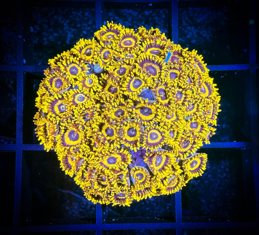 WYSIWYG Yellow Jackets Zoanthids Colony 02A1