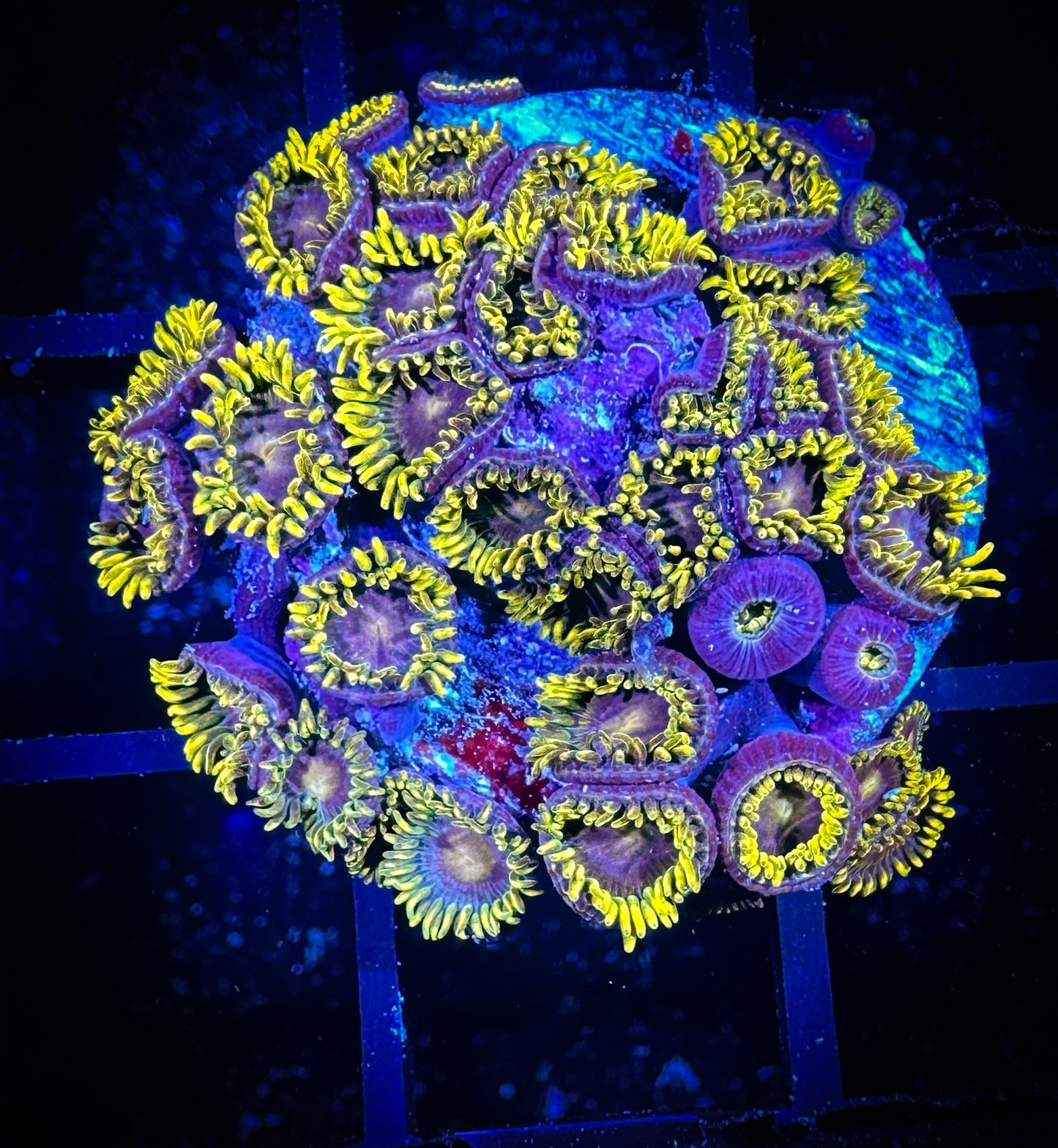 WYSIWYG Blueberry Fields Zoanthids 07E4