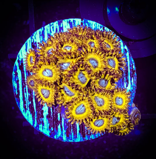 WYSIWYG Pikachu Zoanthids 07F1
