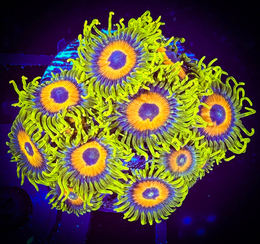 WYSIWYG Super Sunflower Zoanthids Mini Colony 07F1