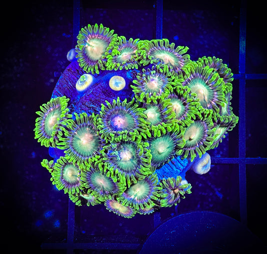 WYSIWYG ECC Lemoncello Zoanthids Large Frag 07F2