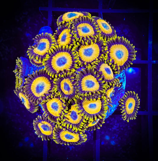 WYSIWYG Scrambled Eggs Zoanthids Large Frag 07F3
