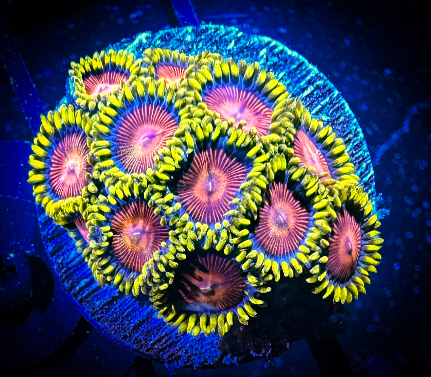 WYSIWYG CC Spitfire Zoanthids 07F4