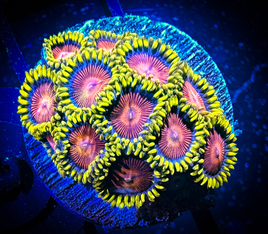 WYSIWYG CC Spitfire Zoanthids 07F4