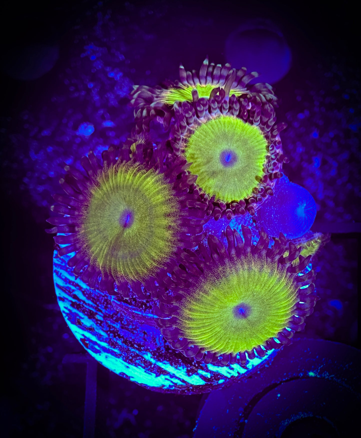WYSIWYG Regal Lime Paly  07F4