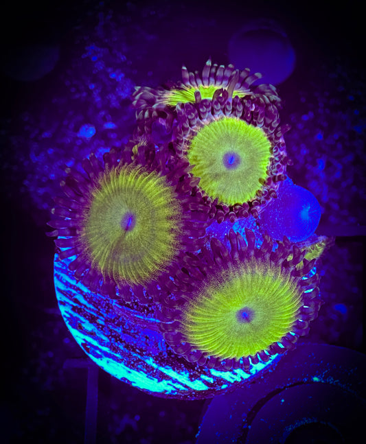 WYSIWYG Regal Lime Paly  07F4