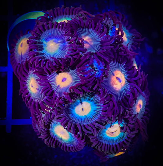 WYSIWYG Red haired Gorilla Nipples Zoanthids 08A1