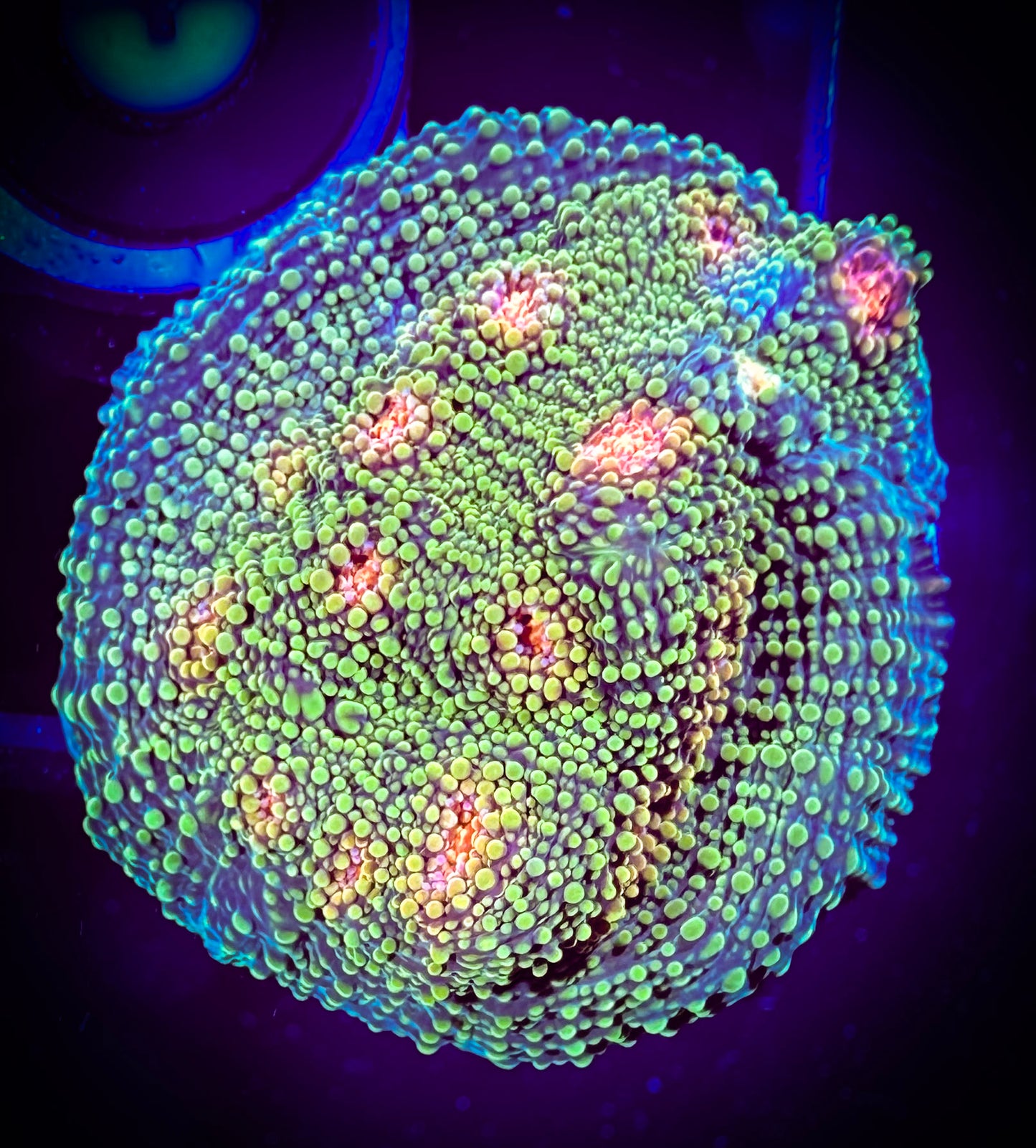 WYSIWYG Tyree Bubble Gum Monster Chalice 08A1