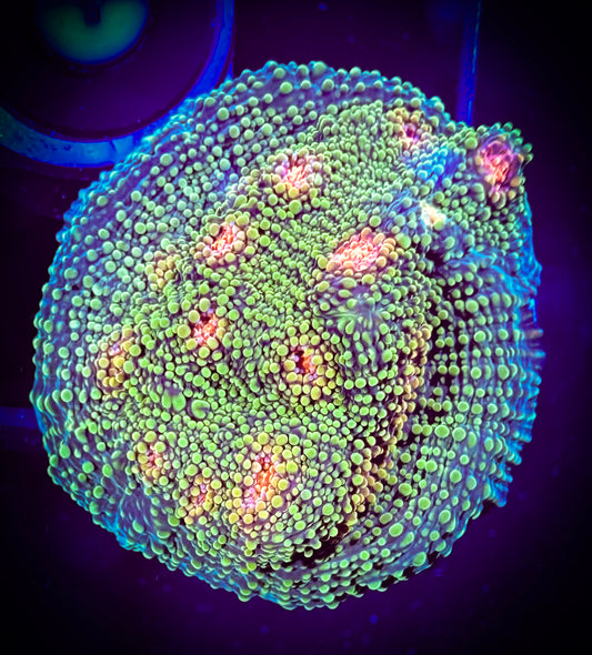 WYSIWYG Tyree Bubble Gum Monster Chalice 08A1