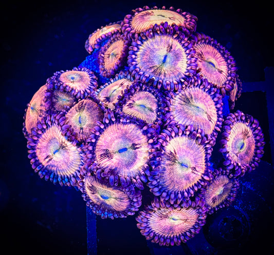 WYSIWYG WWC Halle Berry Zoanthids Large Frag 08A1